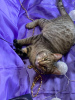 Zdjęcie №3. Słodki i sympatyczny kotek Maneki w dobrych rękach. Federacja Rosyjska