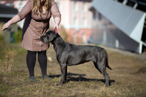 Zdjęcie №1. cane corso - na sprzedaż w Iżewsk | 3025zł | Zapowiedź №2979