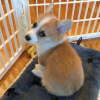 Zdjęcie №1. welsh corgi - na sprzedaż w Graz | negocjowane | Zapowiedź №53346