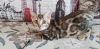 Zdjęcie №1. kot bengalski - na sprzedaż w Kirov | 1240zł | Zapowiedź № 9784