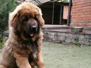 Zdjęcie №4. Sprzedam mastif tybetański w Samara.  - cena - negocjowane