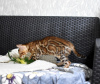 Zdjęcie №4. Sprzedam kot bengalski w Mińsk. prywatne ogłoszenie, od żłobka, hodowca - cena - 1495zł