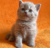 Zdjęcie №3. Продается Британский короткошерстный котенок. USA