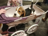 Zdjęcie №2 do zapowiedźy № 100510 na sprzedaż  beagle (rasa psa) - wkupić się Niemcy prywatne ogłoszenie