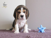 Zdjęcie №4. Sprzedam beagle (rasa psa) w Приморск. od żłobka - cena - 3163zł