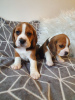 Zdjęcie №1. beagle (rasa psa) - na sprzedaż w Ararat | Bezpłatny | Zapowiedź №92422