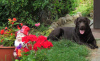 Dodatkowe zdjęcia: Szczeniaki Labrador Retriever z dobrym rodowodem w kolorze czekoladowym.