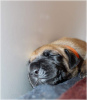 Dodatkowe zdjęcia: Dog niemiecki szczenięta żółte pręgowane FCI