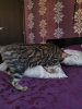 Zdjęcie №1. kot bengalski - na sprzedaż w Mińsk | 1777zł | Zapowiedź № 7661