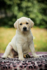 Dodatkowe zdjęcia: Labrador retriever szczenięta wysokiej jakości