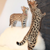 Dodatkowe zdjęcia: Dostępne kocięta Caracal i Serval