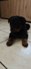 Zdjęcie №1. rottweiler - na sprzedaż w Gostynin | Bezpłatny | Zapowiedź №126692