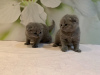 Zdjęcie №3. Zdrowe kocięta rasy Scottish Fold w Niemczech. Niemcy