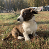 Dodatkowe zdjęcia: Szczenięta Cardigan Welsh Corgi