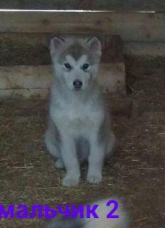 Zdjęcie №2 do zapowiedźy № 6719 na sprzedaż  alaskan malamute - wkupić się Federacja Rosyjska prywatne ogłoszenie, hodowca