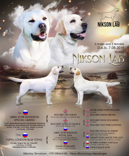 Zdjęcie №1. labrador retriever - na sprzedaż w Iżewsk | Negocjowane | Zapowiedź №3534