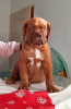 Dodatkowe zdjęcia: Dogue de Bordeaux