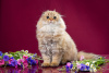 Zdjęcie №3. Golden Fold Cat. Federacja Rosyjska