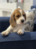 Zdjęcie №1. beagle (rasa psa) - na sprzedaż w Nowy Jork | 1585zł | Zapowiedź №102249