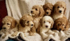 Zdjęcie №3. Oszałamiające małe miniaturowe szczenięta Goldendoodle 1(559) 745-5646. USA