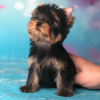 Zdjęcie №4. Sprzedam yorkshire terrier w Herschweiler-Pettersheim. prywatne ogłoszenie - cena - 931zł