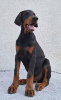 Zdjęcie №3. Doberman, najlepsze psy. Serbia