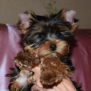 Dodatkowe zdjęcia: Szczenięta Yorkshire terrier, dwie dziewczyny.