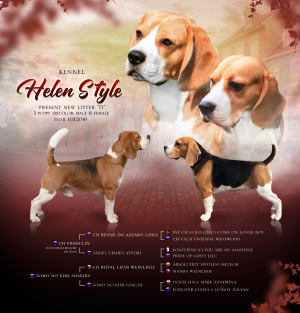 Zdjęcie №2 do zapowiedźy № 5088 na sprzedaż  beagle (rasa psa) - wkupić się Federacja Rosyjska hodowca