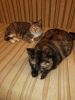 Dodatkowe zdjęcia: Kochane trójkolorowe koty Mixi i żółwik Nika szukają domu!