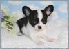 Zdjęcie №3. Wunderschöne Chihuahua-Welpen stehen zur Adopcja zur Verfügung. Niemcy