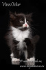 Zdjęcie №2 do zapowiedźy № 68536 na sprzedaż  kot syberyjski - wkupić się Federacja Rosyjska od żłobka