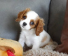 Zdjęcie №1. cavalier king charles spaniel - na sprzedaż w Berlin | 1046zł | Zapowiedź №117319