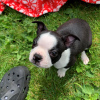 Zdjęcie №3. Urocze szczenięta Boston Terrier do bezpłatnej adopcji. Niemcy