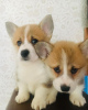 Zdjęcie №1. welsh corgi - na sprzedaż w Helsinki | 1465zł | Zapowiedź №65571