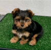 Zdjęcie №1. yorkshire terrier - na sprzedaż w Yerevan | Bezpłatny | Zapowiedź №87449