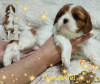 Zdjęcie №4. Sprzedam cavalier king charles spaniel w Mińsk. hodowca - cena - negocjowane