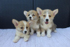 Dodatkowe zdjęcia: Szczenięta Welsh Corgi Pembroke