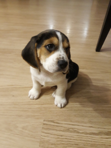 Zdjęcie №2 do zapowiedźy № 2306 na sprzedaż  beagle (rasa psa) - wkupić się Białoruś prywatne ogłoszenie