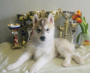 Dodatkowe zdjęcia: Siberian Husky