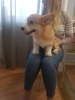 Zdjęcie №1. welsh corgi - na sprzedaż w Mińsk | 4953zł | Zapowiedź №9273