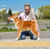 Zdjęcie №1. akita (rasa psa) - na sprzedaż w Brest | negocjowane | Zapowiedź №19463
