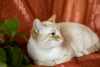 Dodatkowe zdjęcia: Delikatna i piękna kotka Benya w prezencie