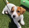 Zdjęcie №1. jack russell terrier - na sprzedaż w Warszawa | 1591zł | Zapowiedź №101119