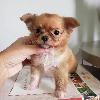 Zdjęcie №3. Piękne szczenięta Chihuahua do adopcji (WhatsApp 380 63 53 74 976)(viber 380 63. Malta