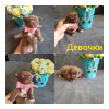 Zdjęcie №1. chihuahua (rasa psów) - na sprzedaż w Rostów nad Donem | 4202zł | Zapowiedź №51684