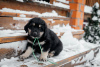 Zdjęcie №3. Hodowla szczeniąt Khotosho (Buryat Dog) Heritage of Buriatia. Federacja Rosyjska