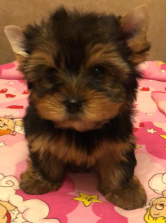 Zdjęcie №3. Yorkshire Terrier Boy. Federacja Rosyjska