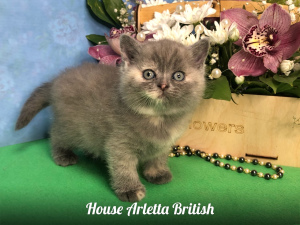 Zdjęcie №2 do zapowiedźy № 6073 na sprzedaż  kot brytyjski krótkowłosy - wkupić się Federacja Rosyjska od żłobka, hodowca