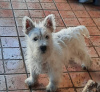 Dodatkowe zdjęcia: West Highland White Terrier - Westie