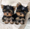 Zdjęcie №1. yorkshire terrier - na sprzedaż w Belgrad | negocjowane | Zapowiedź №79545